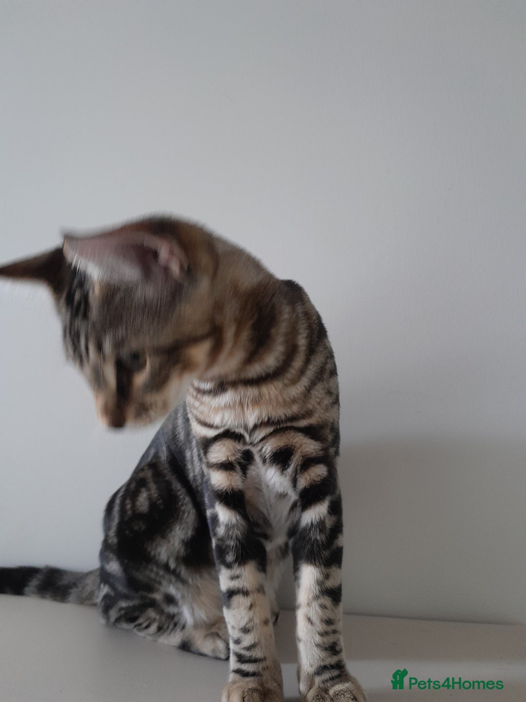 Savannah cats for sale: Full Pedigree TICA Reg Marbled Savannah Boy Kitten - Image 11