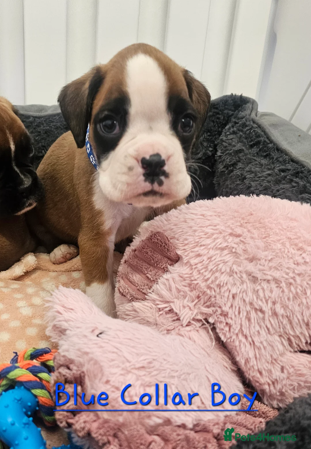 Boxer dogs for sale: Beautiful KC Registered Boxer Puppies - Advert 16
