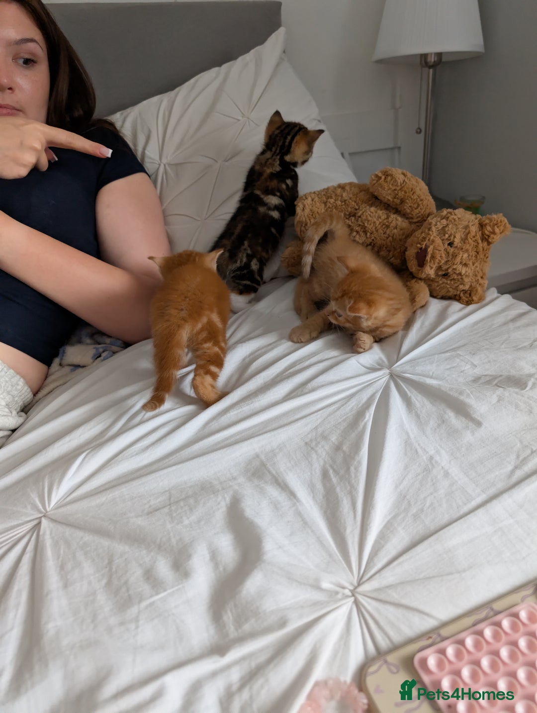 Mixed Breed cats for sale: Two beautiful male kittens  - Image 11