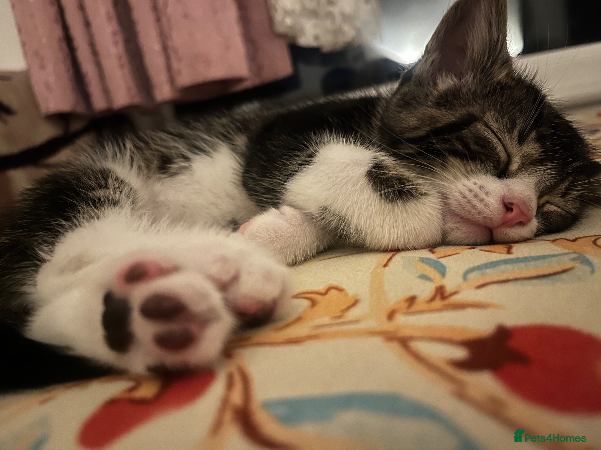 Mixed Breed cats Adorable Kittens Looking for Their Forever Homes - Advert 6