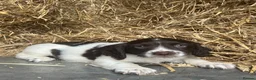 English Springer Spaniel dogs for sale: READY TO LEAVE NOW!! 2 Springer Spaniel boy pups! - Advert 5