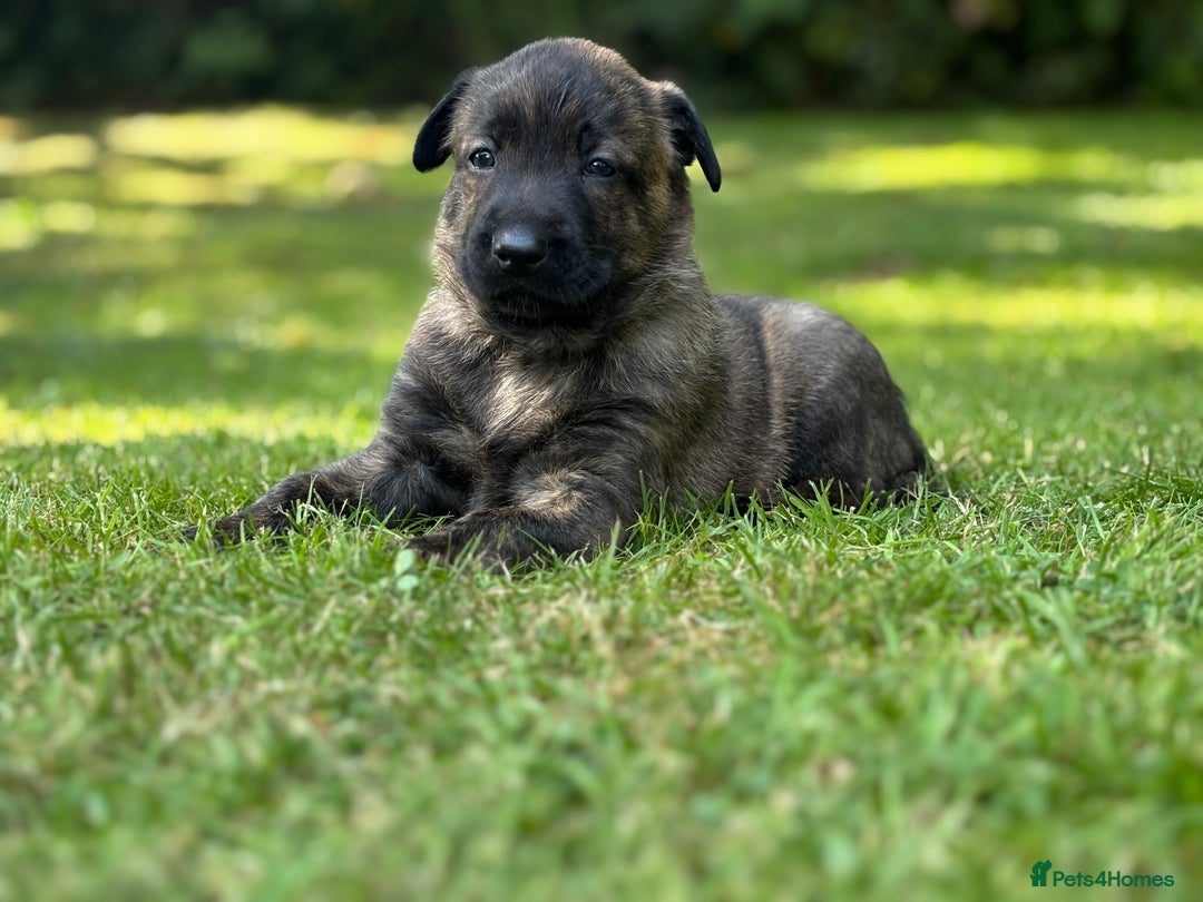 Belgian Shepherd Dog dogs for sale: Dutch herder puppies  - Image 5