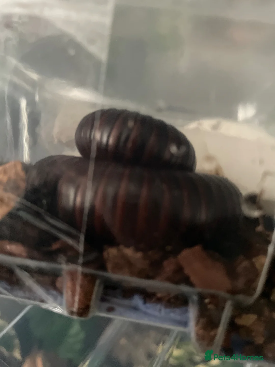 Millipedes invertebrates for sale: Gaint African millipede  in Chatham - Advert 1