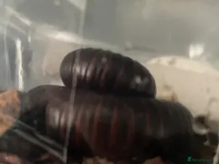 Millipedes invertebrates Gaint African millipede - Advert 1