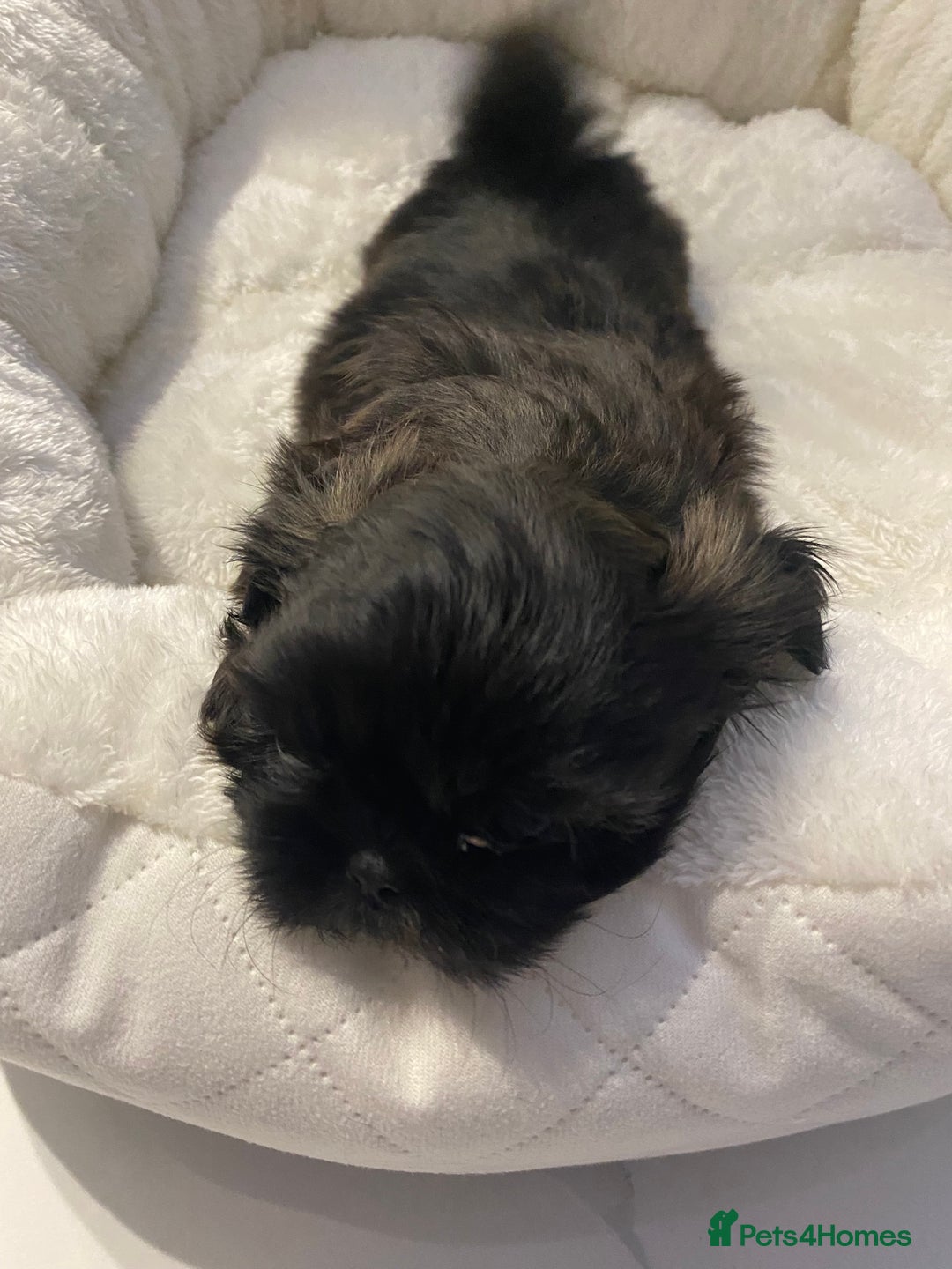 Shih Tzu dogs for sale: Imperial Shih Tzu three girls available - Advert 19