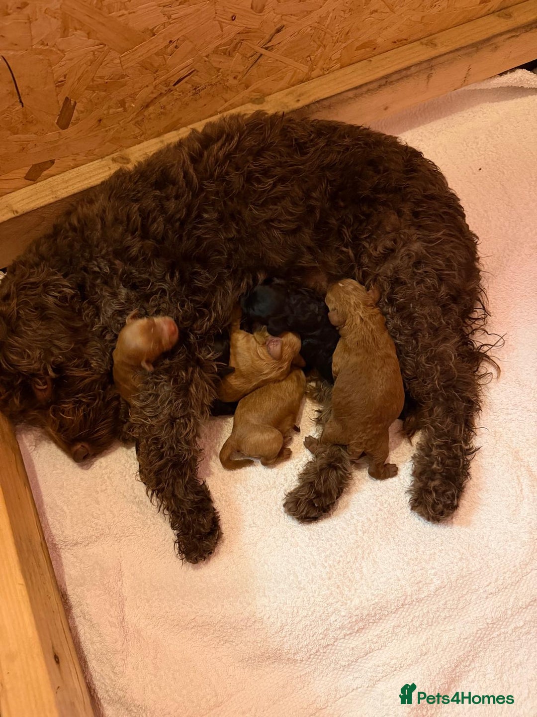 Cockapoo dogs for sale: F1b Cockapoo Puppies – Ready 16th January ✨ - Advert 11