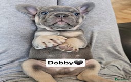 French Bulldog dogs for sale: French bulldog pups  - Image 9