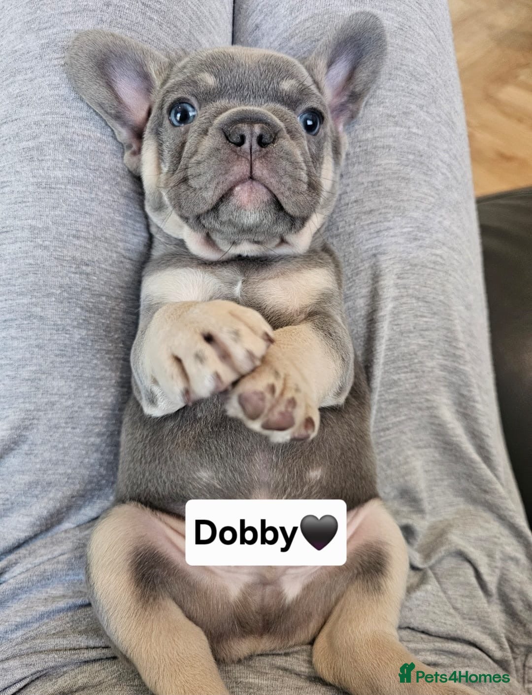 French Bulldog dogs for sale: French bulldog pups  - Image 9