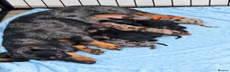 Miniature Dachshund dogs for sale: Miniature dacshund - Advert 1