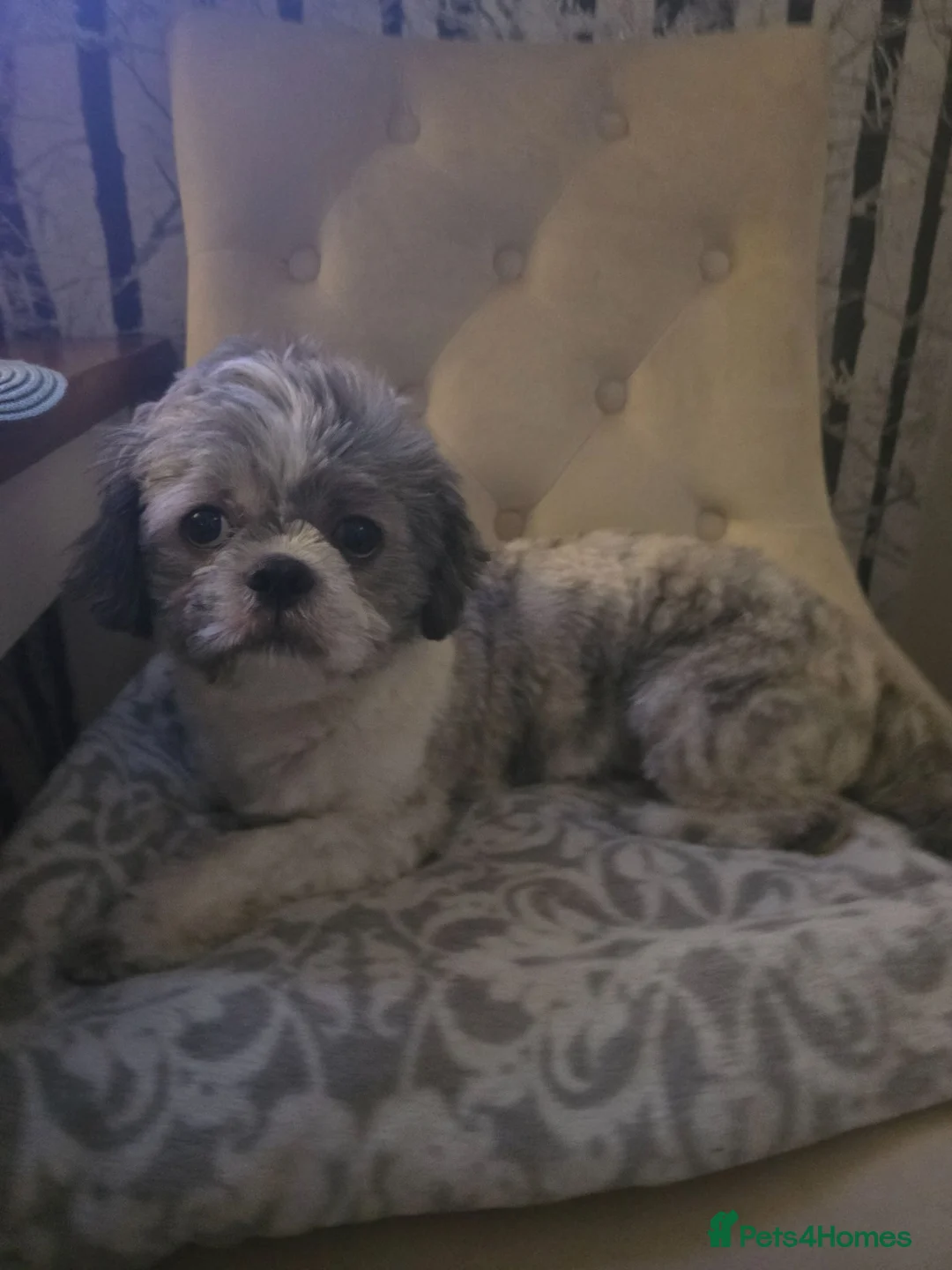 Shih Tzu dogs for stud: Shih tzu for stud - Advert 2