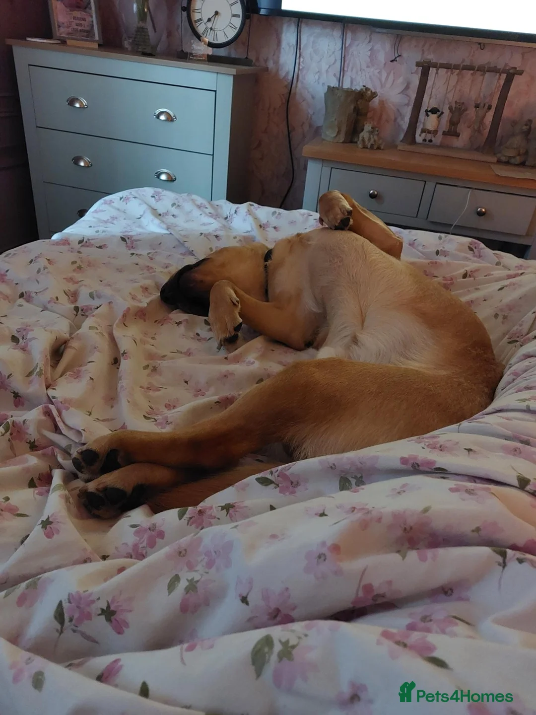 Labrador Retriever dogs for sale: Beautiful boy labrador  in Tamworth - Advert 2
