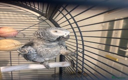 Parrots birds for sale: African grey female parrot - Image 1