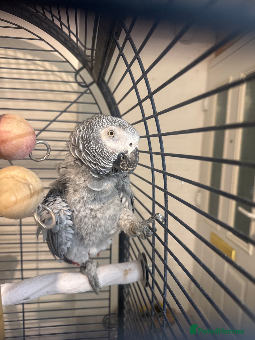 Parrots birds for sale: African grey female parrot - Image 1