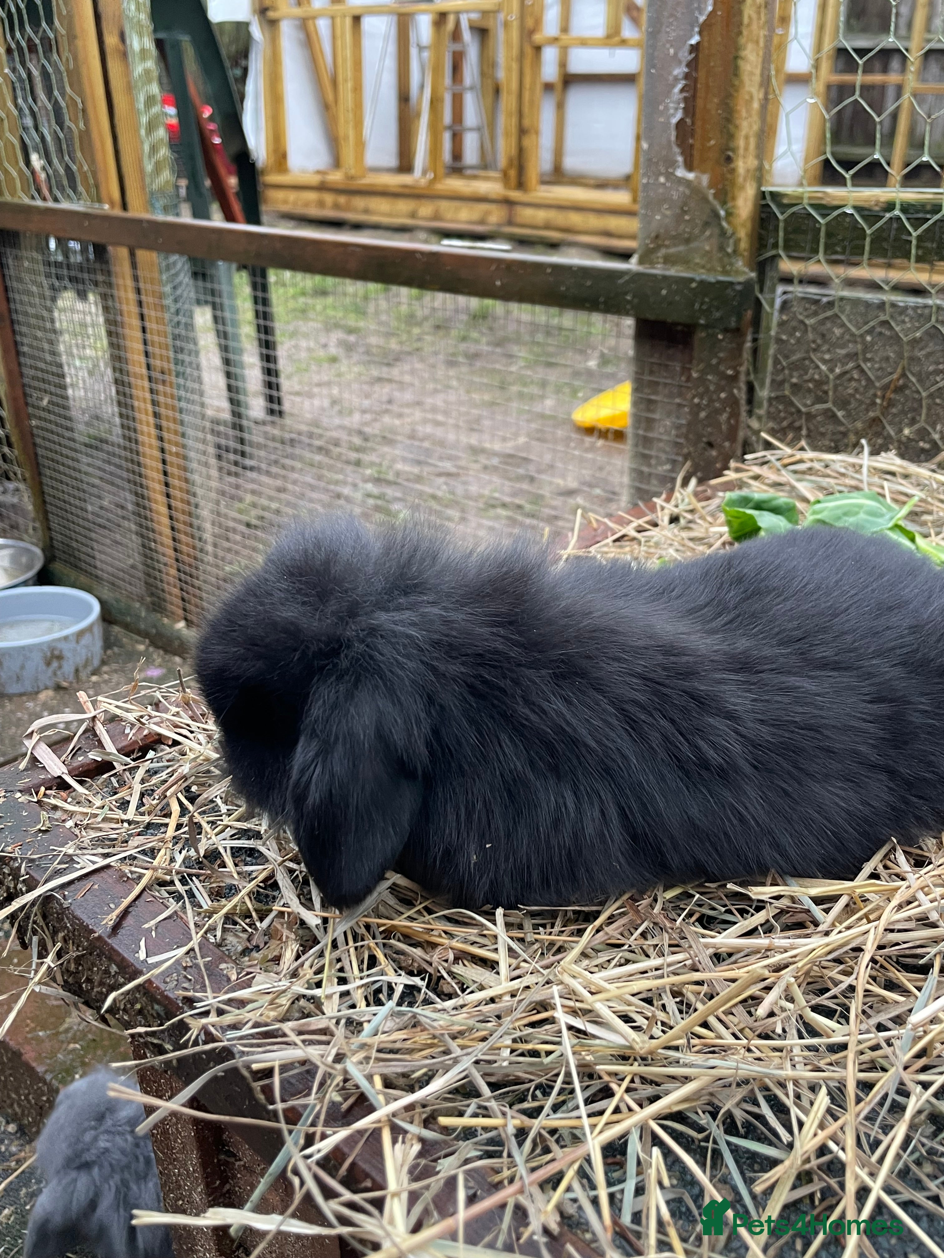 Mini Lop rabbits Beautiful mini lop babies  - Advert 11