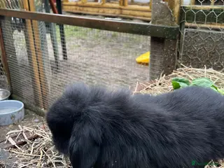 Mini Lop rabbits Beautiful mini lop babies - Advert 18