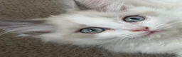 British Shorthair cats for sale: Stunning fluffy kittens ready for you loving home - Advert 5