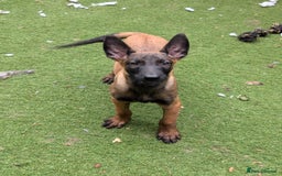 Belgian Shepherd Dog dogs for sale: Belgian malinois pups  - Image 9