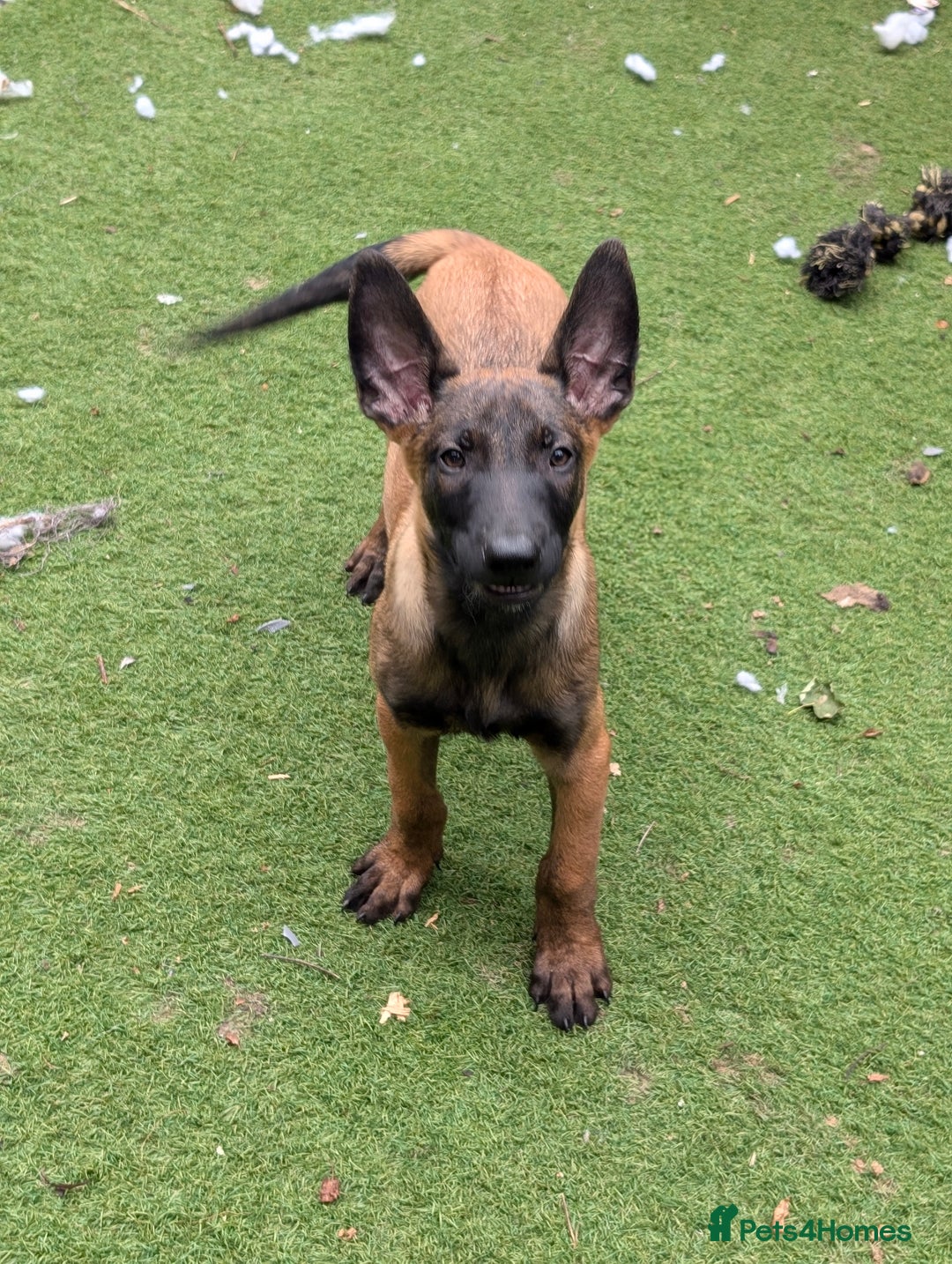Belgian Shepherd Dog dogs for sale: Belgian malinois pups  - Image 9
