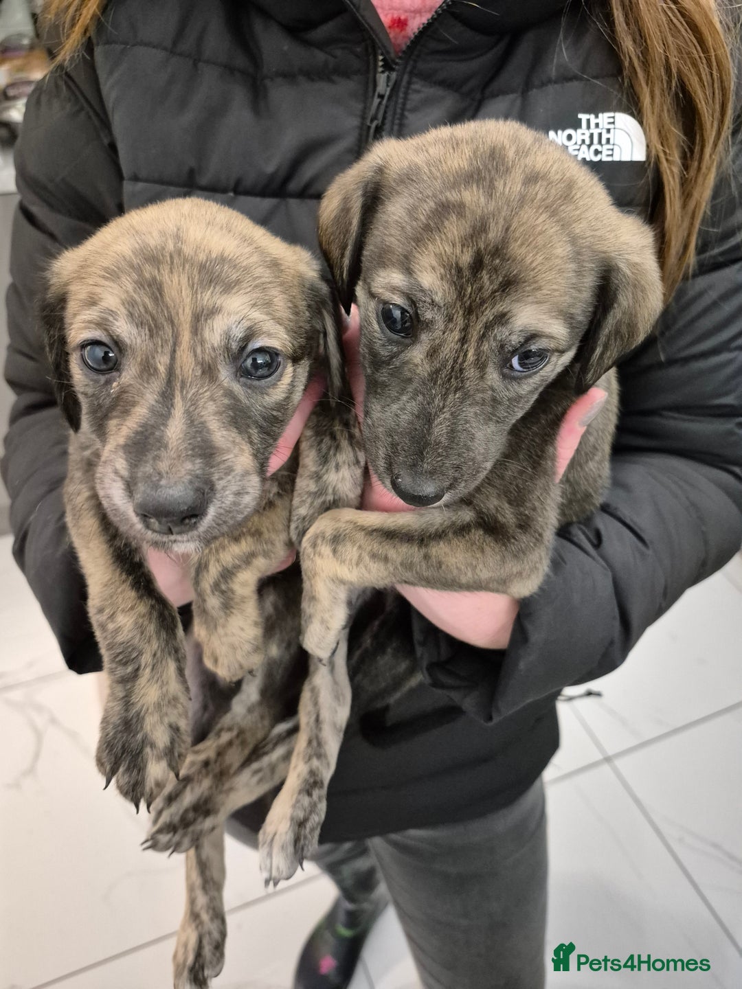 Lurcher dogs for sale: Beautiful litter of Lurcher pups - Advert 14