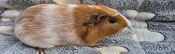 Guinea Pig rodents for sale: I have some teddy cross babies available 2 reserve - Advert 2