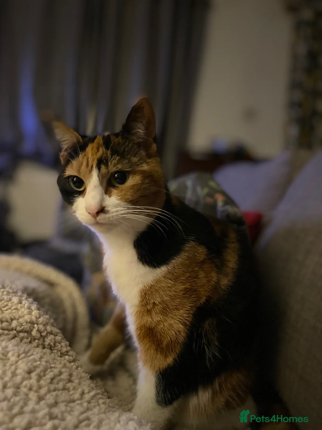 Mixed Breed cats for sale: 4 Mixed Breed Kitten Calico mum  - Advert 1