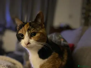 Mixed Breed cats 4 Mixed Breed Kitten Calico mum - Advert 2