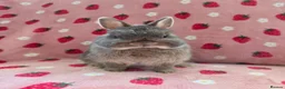 Netherland Dwarf rabbits for sale: Very tame ☆ Blue Otter Netherland Dwarf 💗Doe💗 - Advert 2
