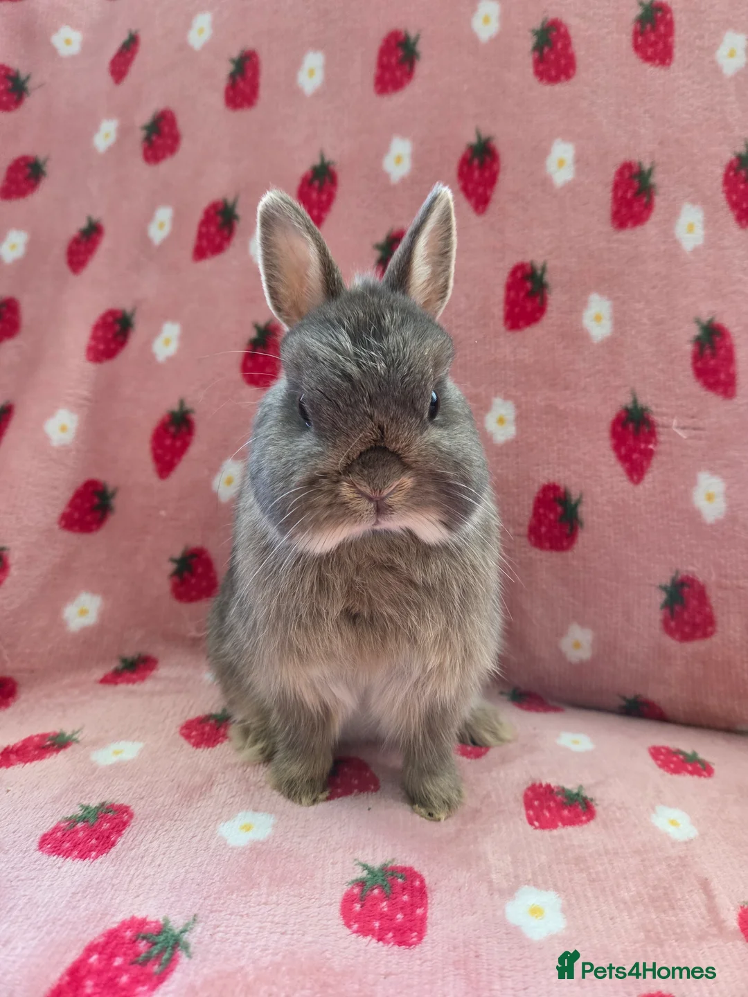 Netherland Dwarf rabbits for sale: Very tame ☆ Blue Otter Netherland Dwarf 💗Doe💗 - Advert 2