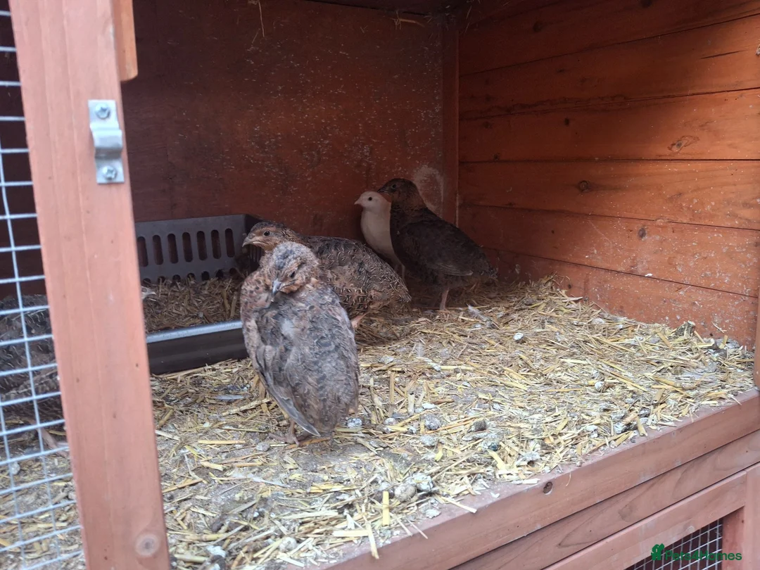 Quail poultry for sale: Coturnix quail and snowflake bobwhite  - Advert 20