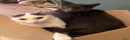 Mixed Breed cats for sale: 2 neutered brothers looking for their forever home - Advert 5