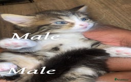 Mixed Breed cats for sale: Kittens for sale! - Image 3