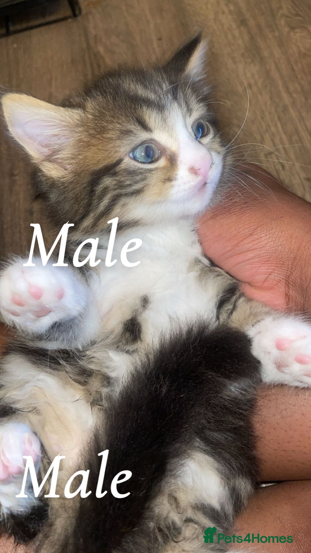 Mixed Breed cats for sale: Kittens for sale! - Image 3