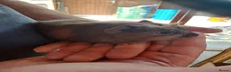 Guinea Pig rodents for sale: Six weeks old Baby guinea pigs for sale  - Advert 3