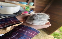Guinea Pig rodents for sale: Lovely Guinea Pigs  - Advert 4