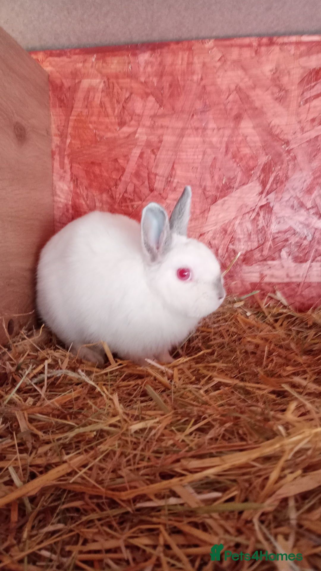 Netherland Dwarf rabbits for sale: Netherland Dwarf  - Image 2