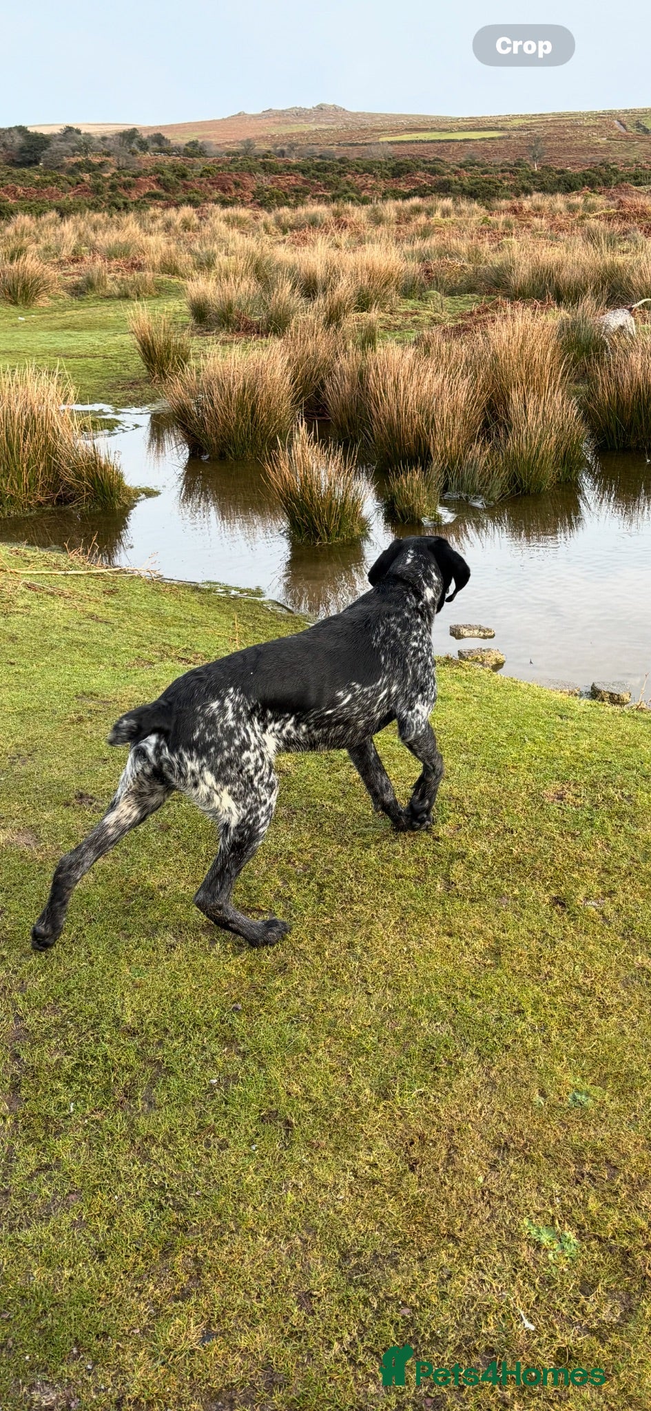 German Shorthaired Pointer dogs Make dog for sale 2 yrs okd - Advert 2