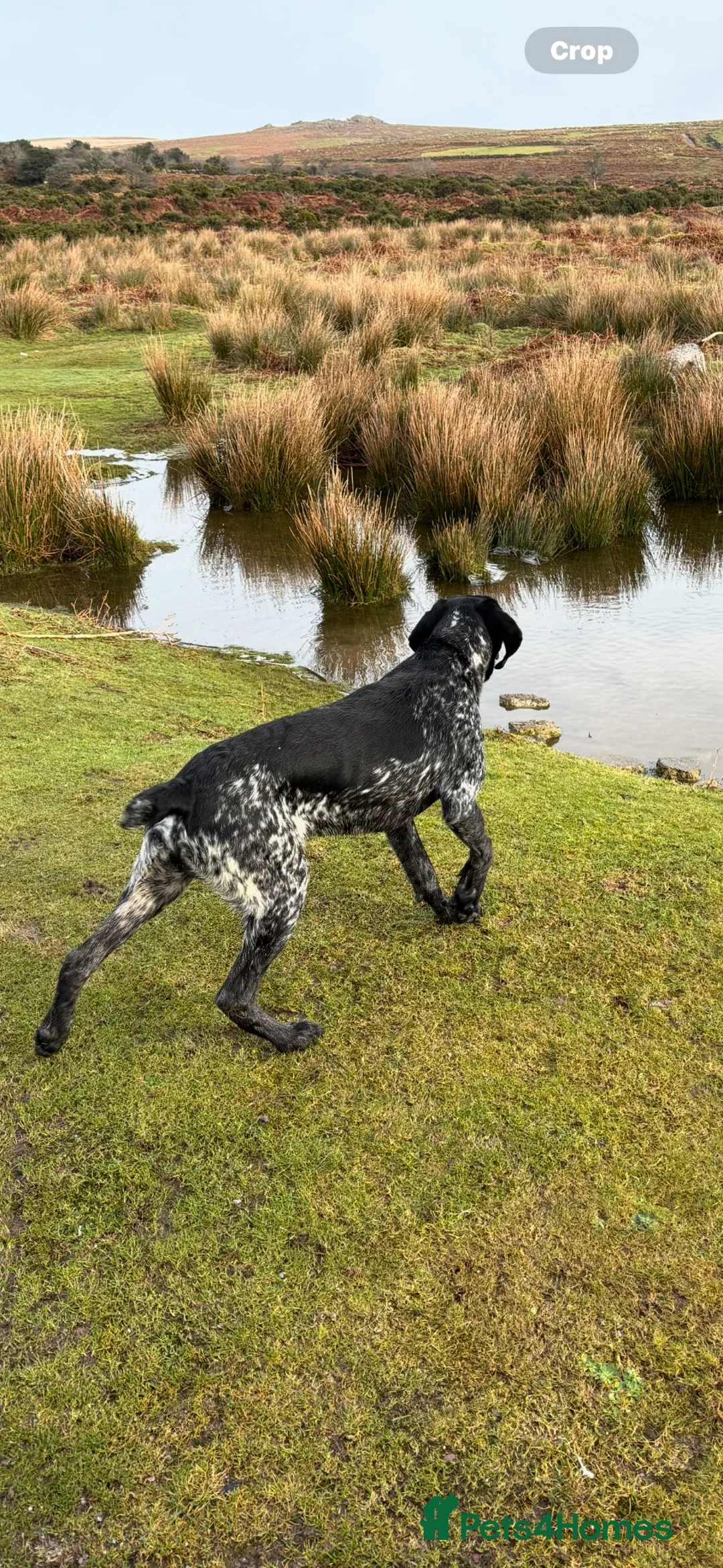 German Shorthaired Pointer dogs for sale: Make dog for sale 2 yrs okd - Advert 1