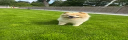 Chow Chow dogs for sale: Pablo in Solihull - Advert 2