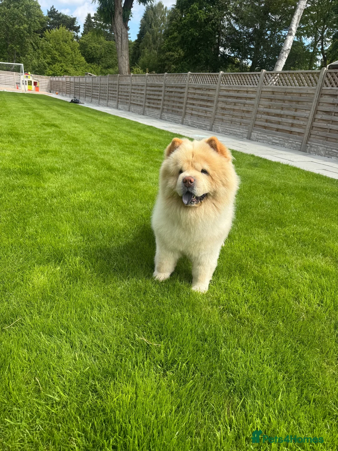 Chow Chow dogs for sale: Pablo in Solihull - Advert 2
