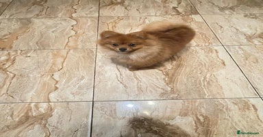 Pomeranian dogs - Advert 7
