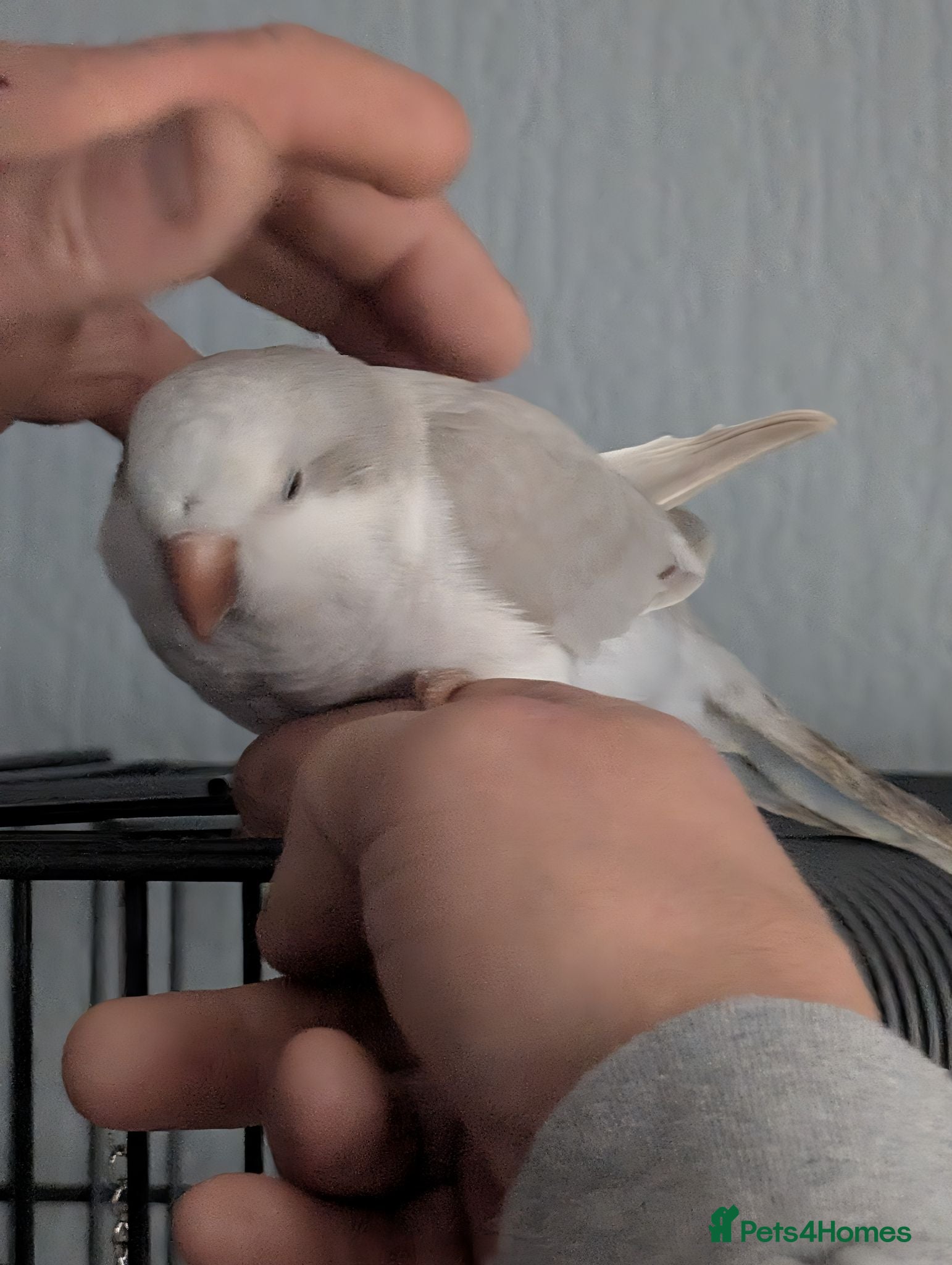 Parakeets birds Quaker  - Advert 1