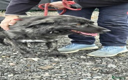 Mixed Breed dogs for adoption: MAGGIE - Image 9