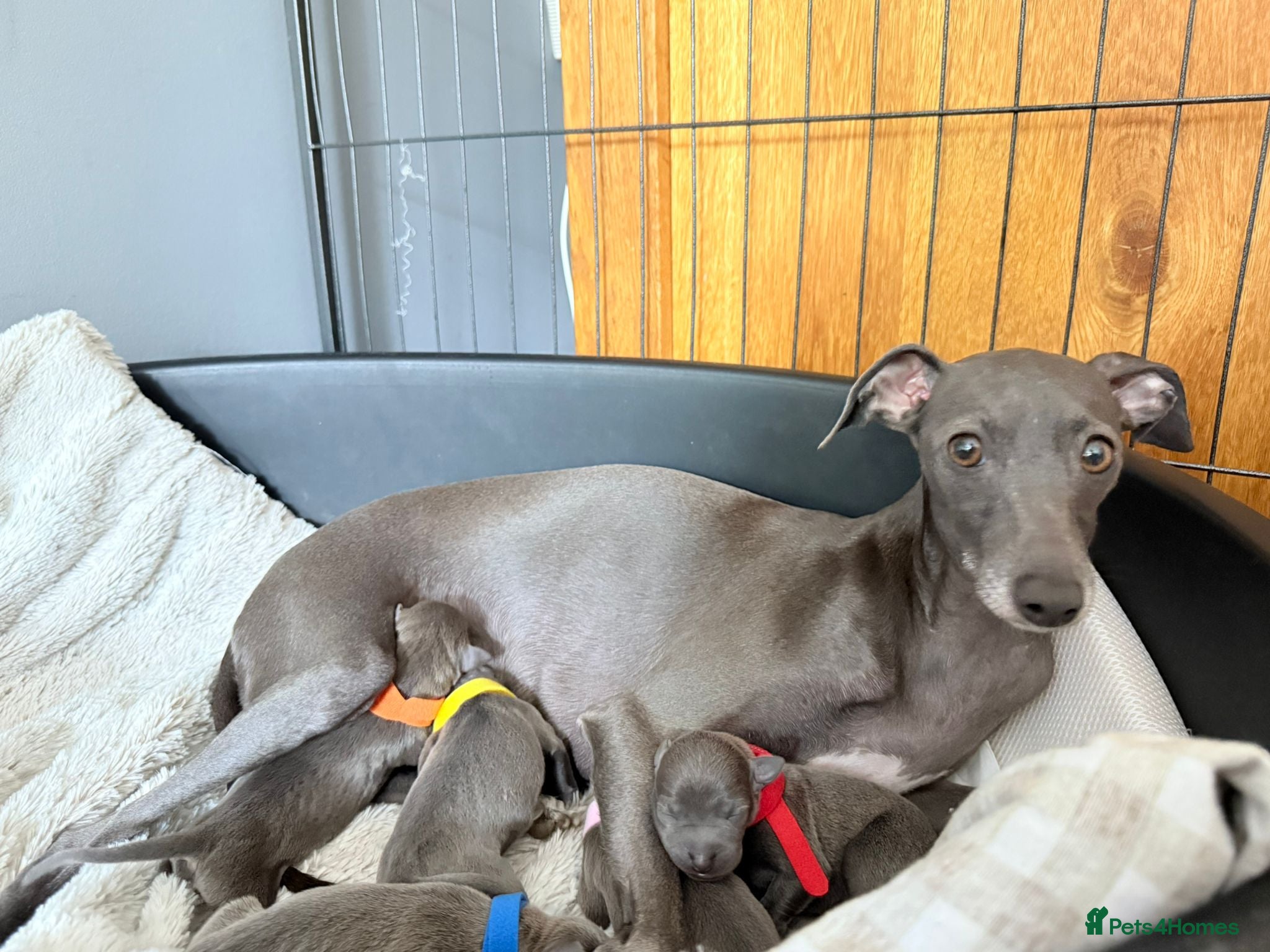 Italian Greyhound dogs 6 Stunning KC Italian Greyhound Puppies  - Advert 2