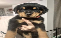 Rottweiler dogs for sale: Chunky Rottweiler Puppies - Image 4
