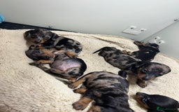 Miniature Dachshund dogs for sale: Miniature Dachshund KC ready now  - Image 26