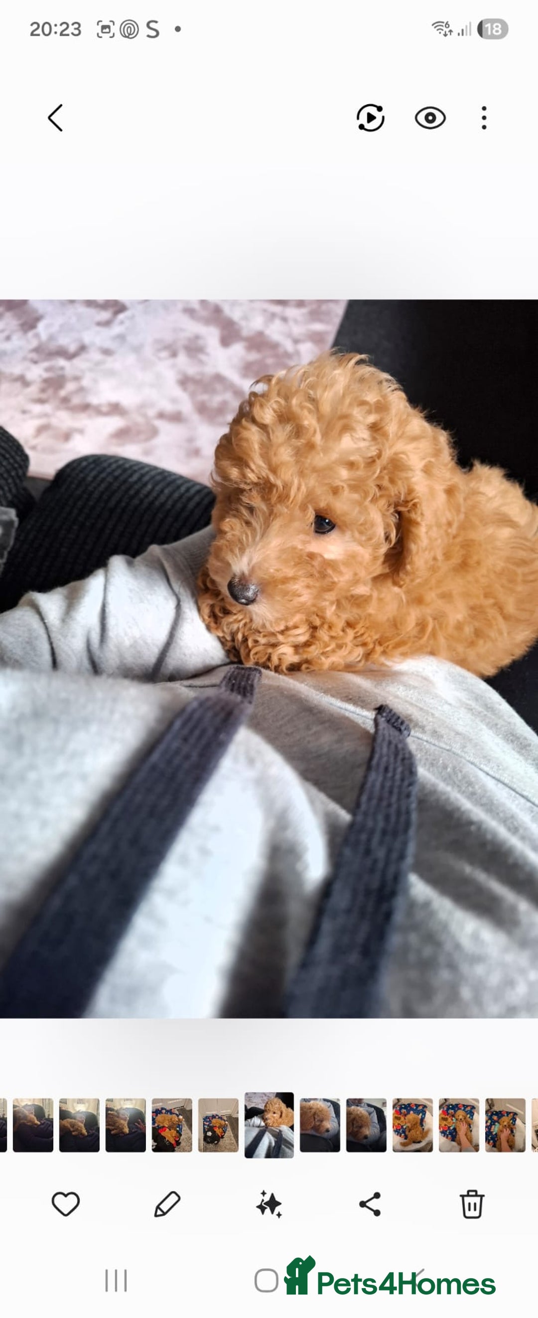 Mixed Breed dogs for sale: Toy poddle - Advert 5