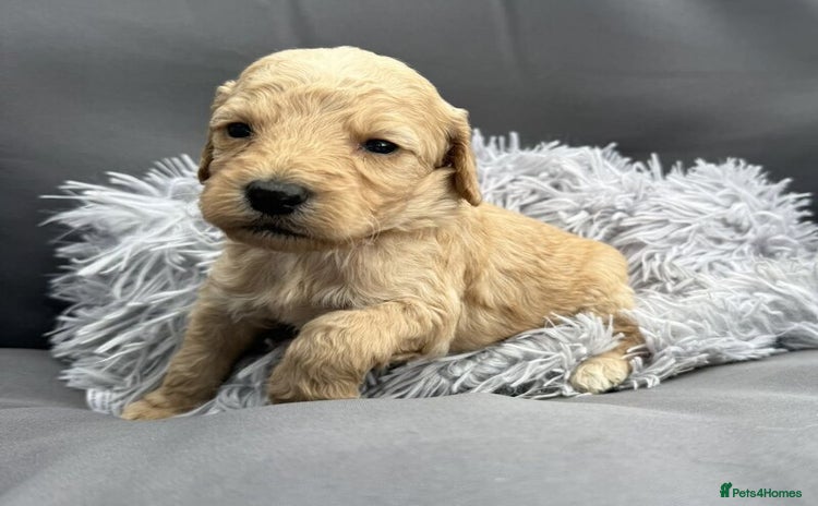 Cockapoo dogs - Advert 14