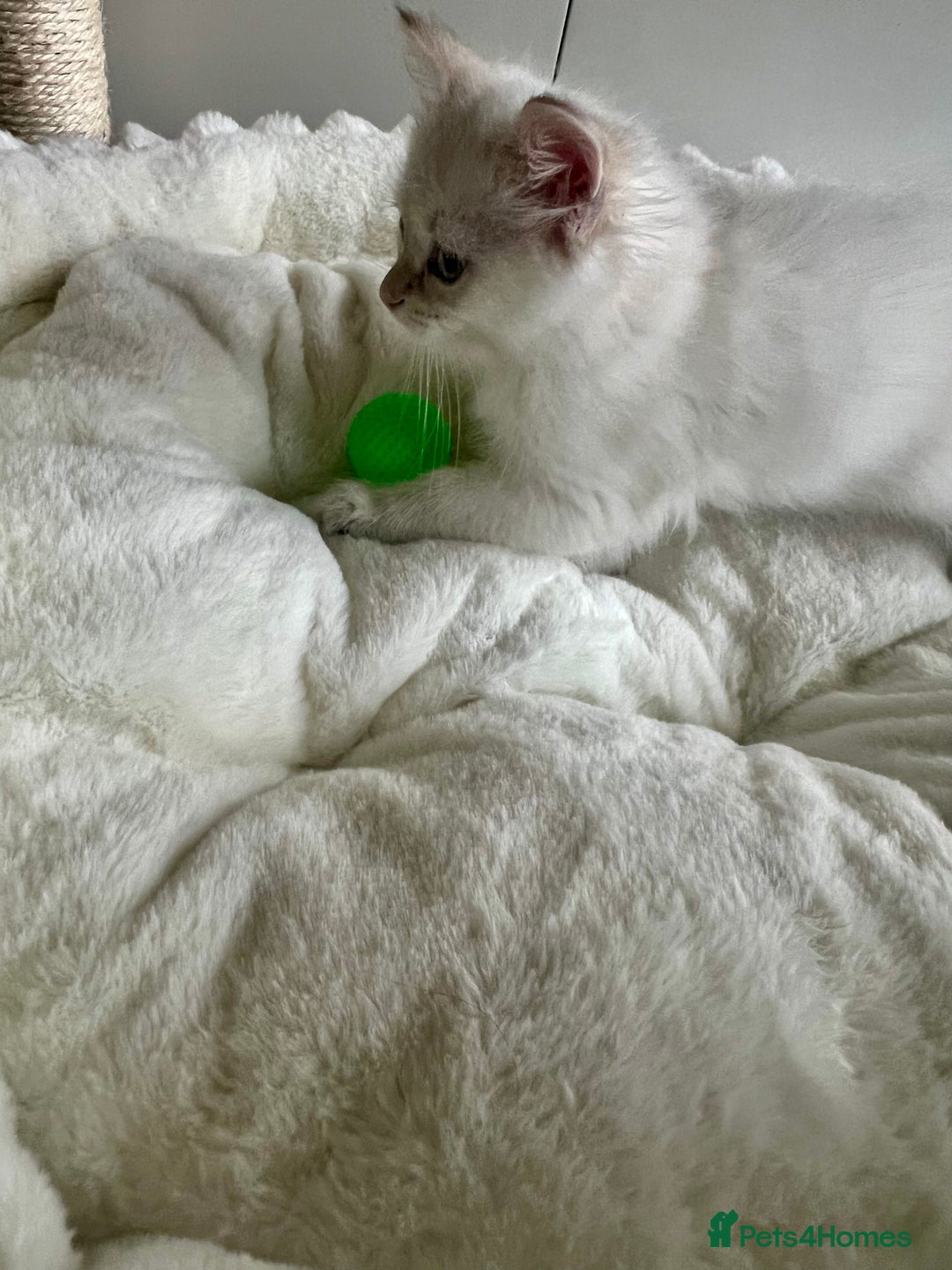 Siberian cats for sale: Hypoallergenic Female Siberian Blue eyes Neva - Advert 8