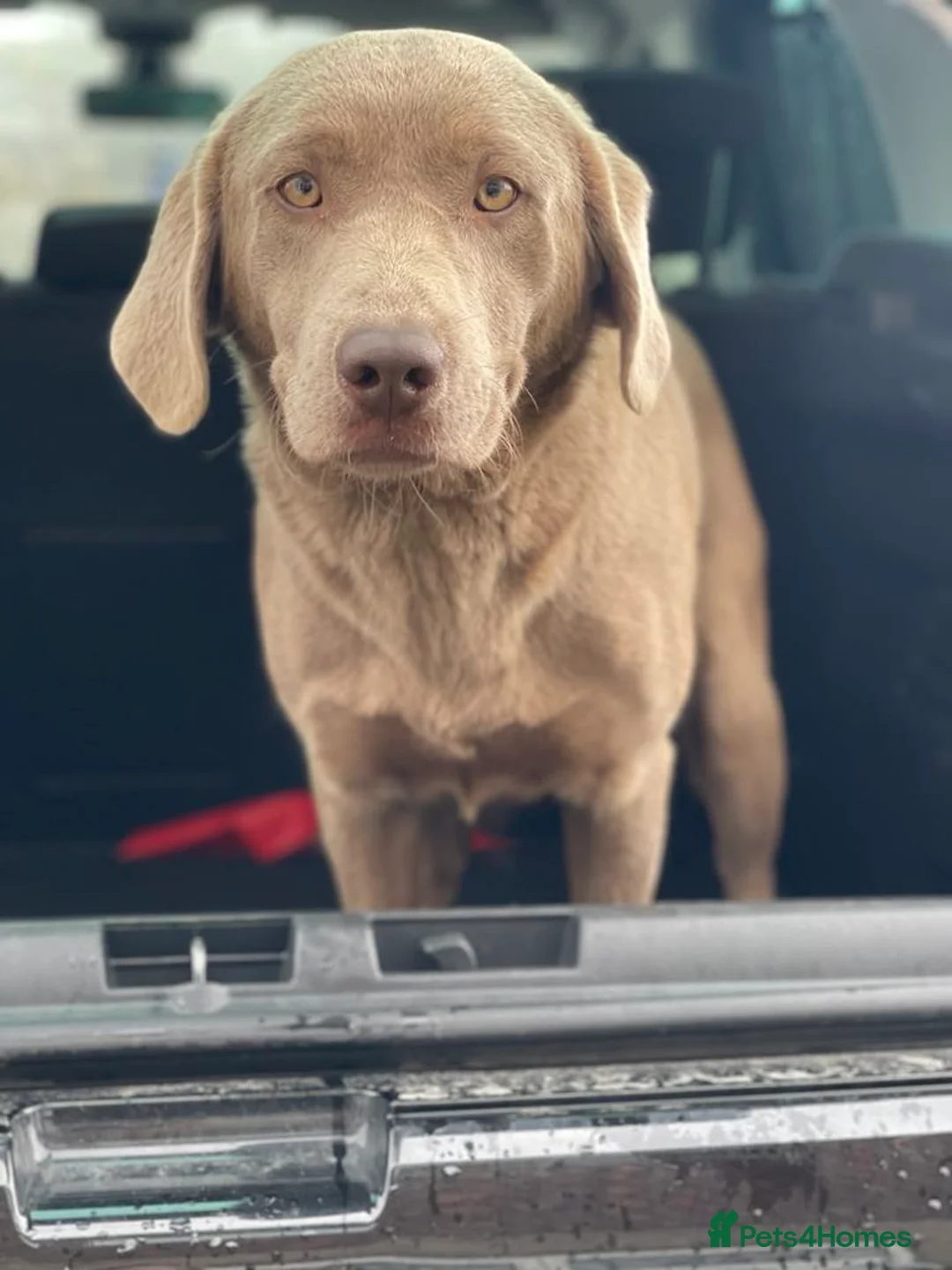 Labrador Retriever dogs for stud: Handsome silver labrador for stud  in Sunderland - Advert 2