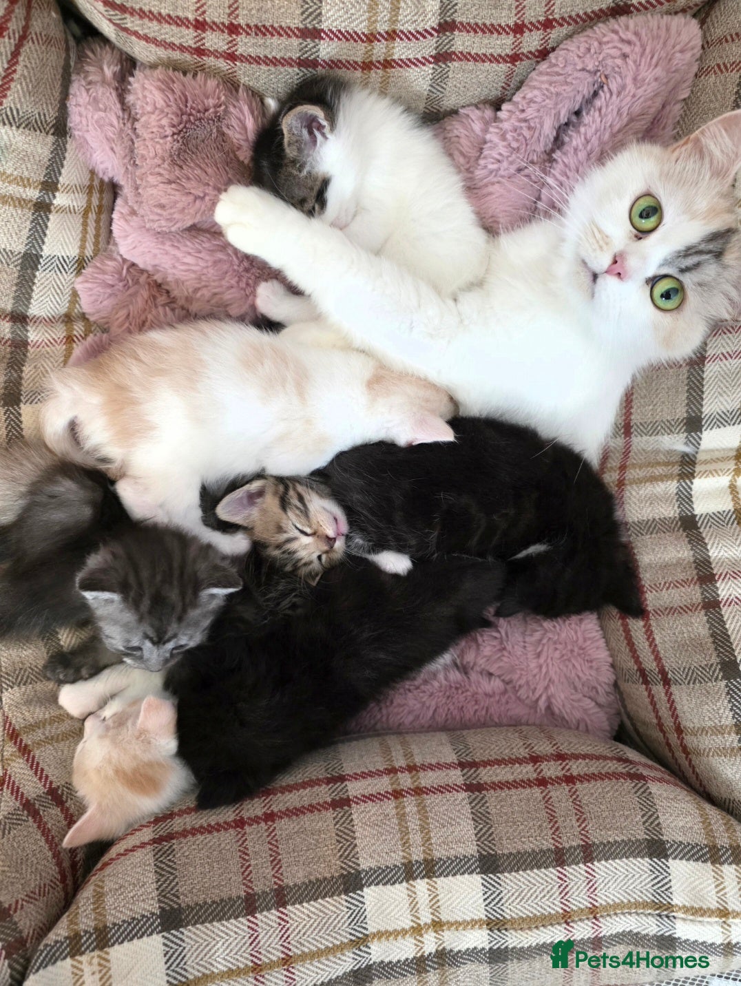 Persian cats Snuggly babies, chinchilla persian x  - Advert 2